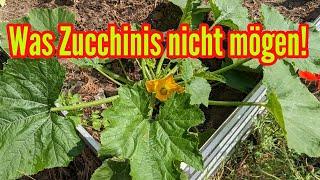 Was Zucchini nicht mögen - Diese Pflegefehler unbedingt vermeiden beim Zucchini anbauen