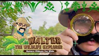 Walter Sees a Deer FIGHT!  - Walter's Fun Adventure Videos for Kids and Toddlers