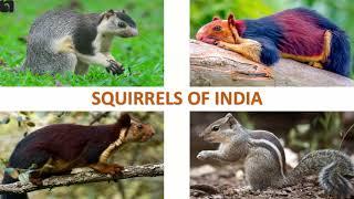 Squirrels of India ️  | Mammals | Indian Animals