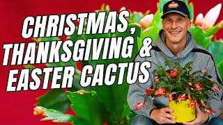 The Difference Between Christmas, Thanksgiving and Easter Cactus & Care Tips