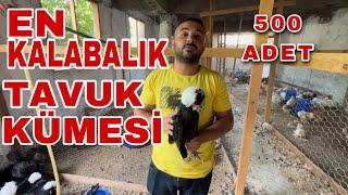 TÜRKİYE’NİN EN KALABALIK SÜS TAVUĞU BU KÜMESTE - BÖLÜM 1