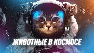 Какие Животные Летали в Космос? | Black Science