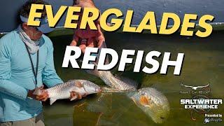 Fishing the Everglades for Huge Redfish in Key Largo! | Saltwater Experience