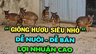 Chăn Nuôi Giống Hươu Siêu Nhỏ ( Con Cheo Cheo ) - Ông Chú Vĩnh Long Thu Bội Tiền | Dễ Nuôi - Dễ Bán