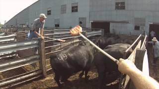 Sorting cattle at Hub City Livestock with Steve Hellwig