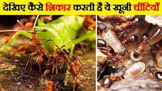 You will get goosebumps after seeing their hunting style. How do Ants Hunt their Prey?