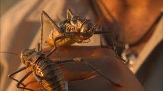 Big, Bold Armored Crickets