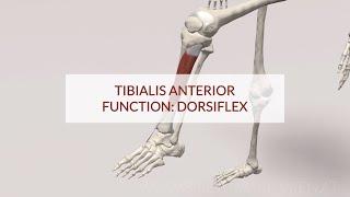 Tibialis Anterior Function: Dorsiflex (3D Animation)