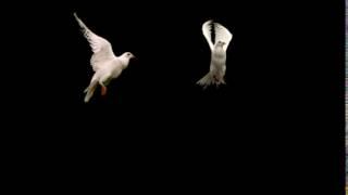 two white doves alpha matte h5gchb4pg  D