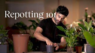 Repotting 101