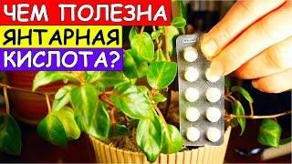 Янтарная Кислота - Скорая Помощь для Комнатных Растений. Это Важно Знать!