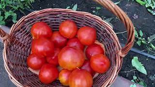 Гибриды томатов  Корнабель и Сара - украшение помидорных грядок.