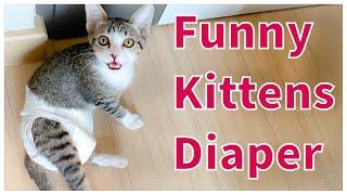 Funny kittens and diaper video