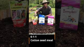 Best Blueberry bush soil prep