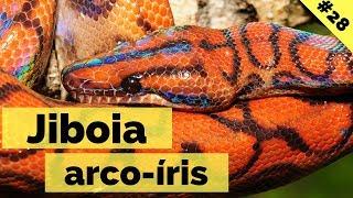 A jiboia arco-íris ou Salamanta - Epicrates cenchria