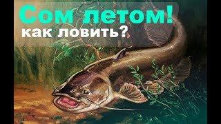 На что ловить сома летом? Секреты ловли сома летом!