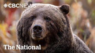 #TheMoment Banff’s famous grizzly ‘The Boss’ took a trip to Canmore