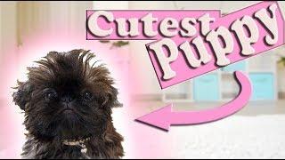 The Cutest Puppy in The World | Imperial Shih Tzu Too CUTE