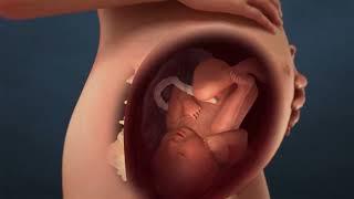 Stages of Labor Birth Animation Demo