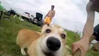 Собака украла камеру