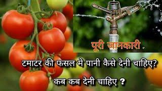 टमाटर की फसल मे सिचाई कैसे करे//Tamater ke kheti me pani kaise de//Tomato Farming 2021