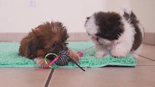 Imperial Shih Tzu Puppies || Too Cute