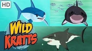 Wild Kratts  Sharks: Predator and Prey | Shark Week | Kids Videos