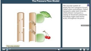 Pressure flow in plants