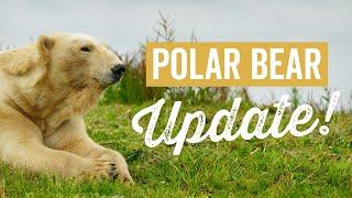 Polar Bear Update with Doug Richardson ‍️