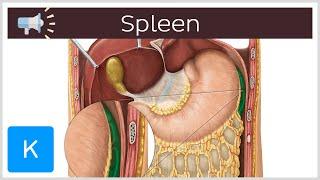 Spleen | Anatomical Terms Pronunciation by Kenhub