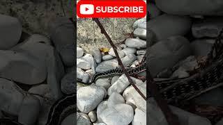 Closeup Footage of- Snake on the rocks !! #new #viral #wildlife #animals #youtubeshorts