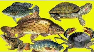 các con vật dưới nước, con cá, con cua, con ếch
