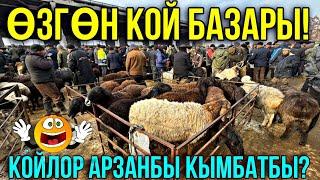 ӨЗГӨЧӨ КОЙ ЧЫКТЫ КОЙ БААЛАРЫ  #байтв