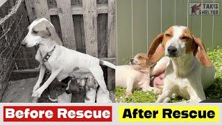 Before & After Rescue: Hunting Dog Gives Birth Chained!   - Takis Shelter