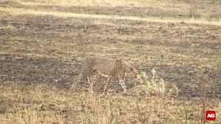 Leopard VS cheetahs