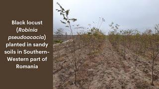 Black locust (Robinia pseudoacacia) planted in sandy soils in Southern-Western part of Romania