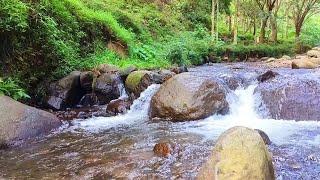 Peaceful Forest River Calming Mountain Stream Sound Beautiful Birds Chirping