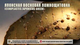 Японская восковая ложнощитовка (Ceroplastes japonicus Green)