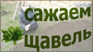 Как посадить выращивать щавель посев семян щавеля щавель сажаем выращивание уход посадка