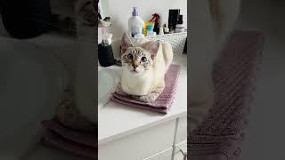 Purrrfect Cat Loaf #lokiandelena #cat #kitten #furbaby #catshorts #catloaf #catvideos #catlover