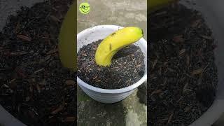 Growing Banana Tree From Banana Fruits [Easy Method] #shorts