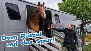 Untersuchung in der Klinik – Erste Galopprunde auf dem Reitplatz | Pferde Ausbildung