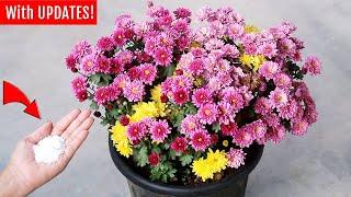 ADD THIS on Chrysanthemum AND get MORE flowers INSTANTLY