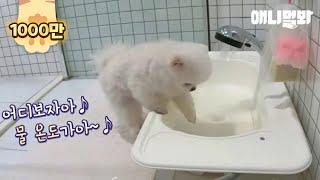 루퐁이 녀석, 생긴 건 인형인데 반신욕 하는 건 딱 울 아부지네...ㅣPomeranian Dog Enjoys A Lower-Body Bath Like My Dad.