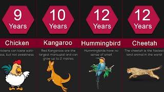 Lifespan Comparison: The Shortest and Longest Lifespans of Animals