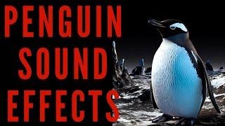 PENGUIN SOUND EFFECTS - Penguin Noise and Sounds | Maktub_ytv