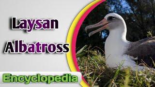 Laysan Albatross - Audio / Video Encyclopedia