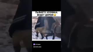 Невероятно умная лошадь!