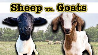 I RAISED GOATS FOR A YEAR (and THIS surprised me)   Homesteading Farming Sheep Goat Comparison