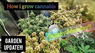 How i grow cannabis. Monday garden update!!!